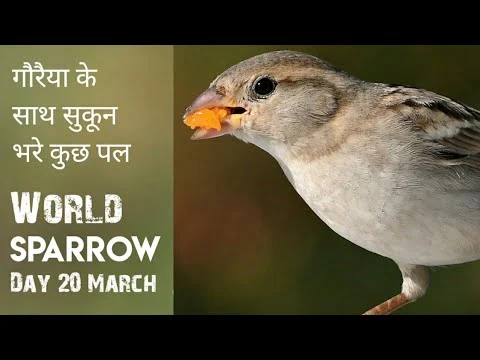 विश्व गौरैया दिवस पर विशेष